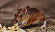 24 Hour & Emergency Exterminators in Foxholm, ND